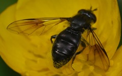 Pipiza austriaca