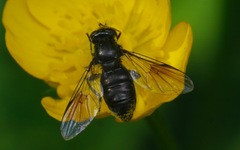 Pipiza austriaca