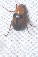 Phyllotocus bimaculatus