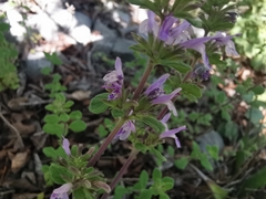Hedeoma palmeri