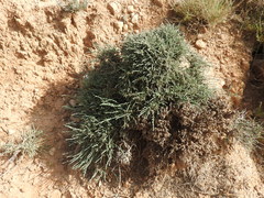 Salsoloideae