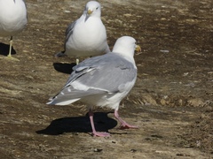 Larus glaucescens