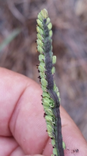 Image of Paspalum praecox by (c) Jay Horn, some rights reserved (CC BY)