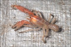 Engaeus hemicirratulus