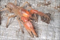 Engaeus hemicirratulus