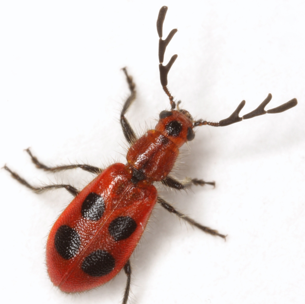 Pelonides quadrinotata
