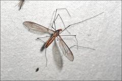 Leptotarsus igniceps