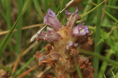 Phelipanche arenaria