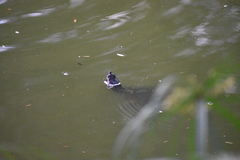 Trachemys callirostris