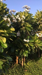 Plumeria