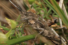 Eumigus cucullatus cucullatus