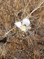 Calochortus macrocarpus maculosus