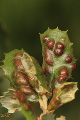 Aceria mackiei
