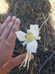 Calochortus macrocarpus maculosus