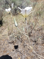 Calochortus macrocarpus maculosus