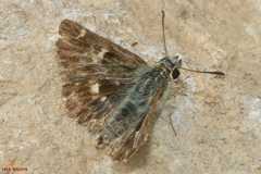 Carcharodina