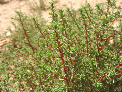 Salsoloideae
