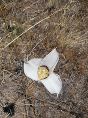 Calochortus macrocarpus maculosus
