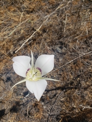 Calochortus macrocarpus maculosus