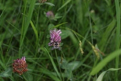 Anthophora aestivalis