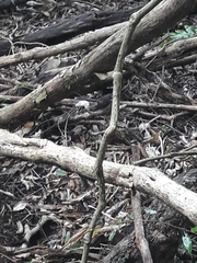 Muehlenbeckia australis