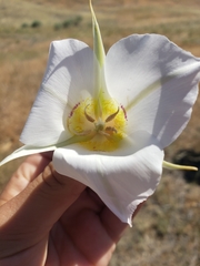 Calochortus macrocarpus maculosus