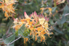 Lonicera splendida