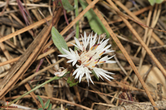 Centaurea boissieri