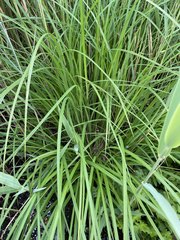 Carex elata