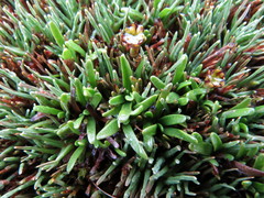 Abrotanella caespitosa