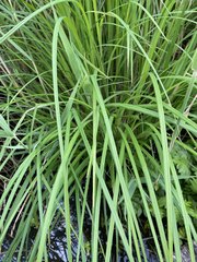 Carex elata