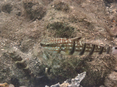 Cryptocentrus strigilliceps