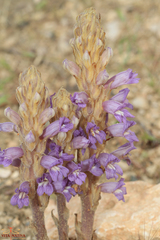 Phelipanche arenaria
