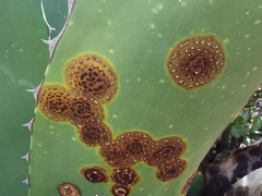 Colletotrichum agaves