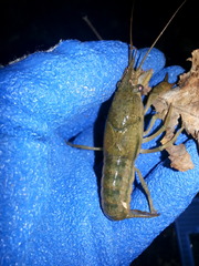 Procambarus lophotus