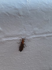 Nacerdes melanura