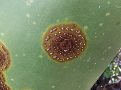 Colletotrichum agaves