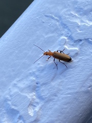 Nacerdes melanura