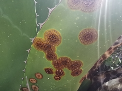 Colletotrichum agaves