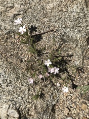Linanthus pungens