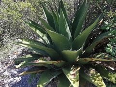 Colletotrichum agaves
