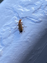 Nacerdes melanura