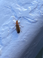 Nacerdes melanura