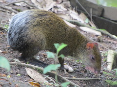 Dasyprocta punctata