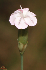 Dianthus pungens