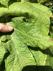 Cercospora hydrangeae
