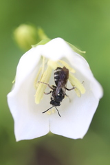 Lasioglossum costulatum