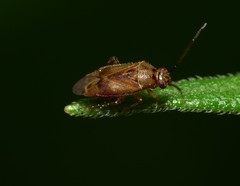 Tropidosteptes