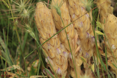 Phelipanche arenaria
