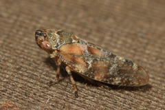 Aphrophora corticea